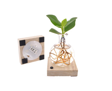 🌱 Alsjeblieft, een stekkie voor je nieuwe plekkie!