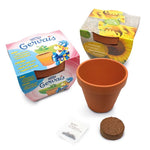 Grote terracotta kweekpot met kokostablet en zaadzakje, naast bedrukte wikkels als voorbeeld