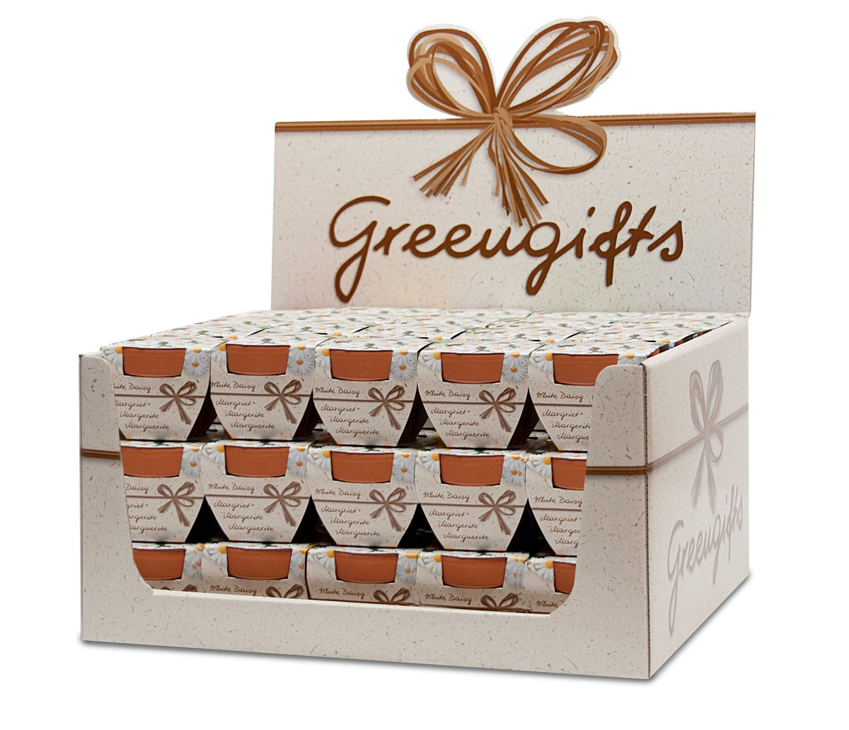 Displaydoos met terracotta kweekpotjes met margrietzaadjes