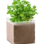 Icum zaadjes Basil in beige