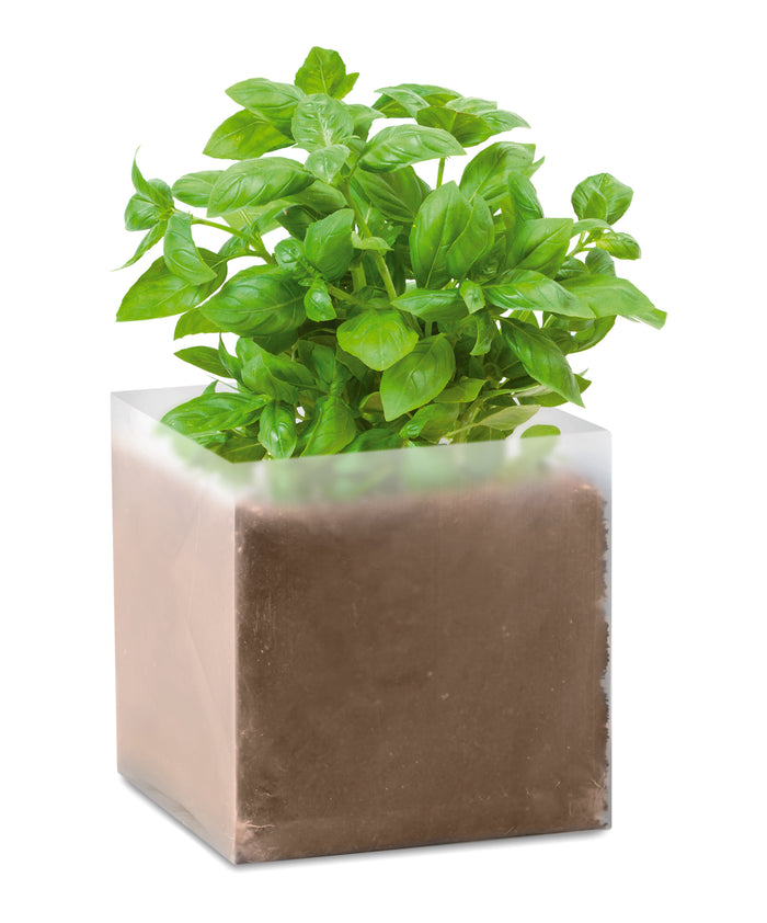 Icum zaadjes bedrukken – Basil