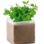 Compost met munt zaadjes Mint in beige