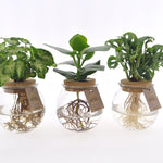 MixinBolglas productafbeelding
