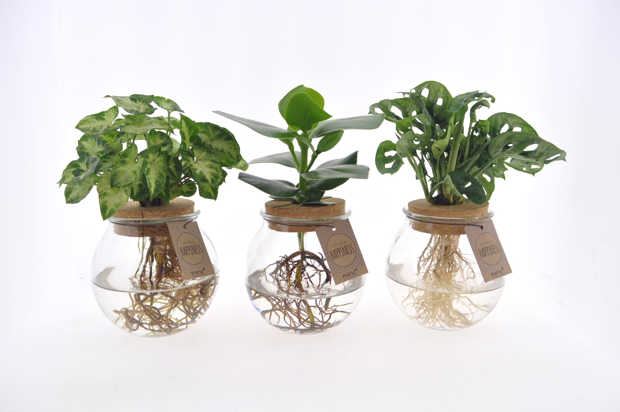 MixinBolglas productafbeelding