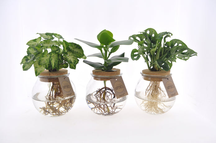 MixinBolglas productafbeelding