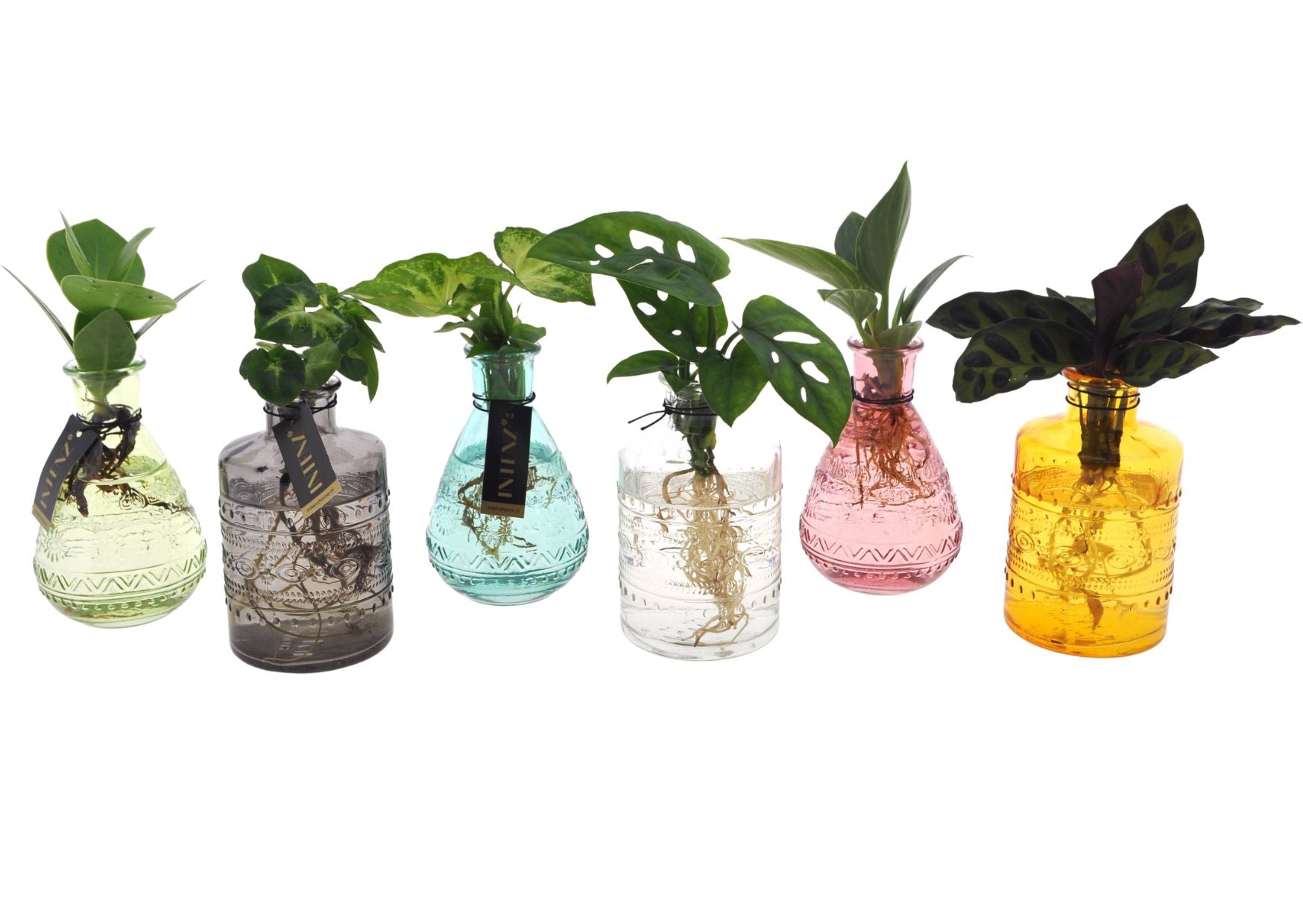 MixinSalinasglas productafbeelding