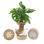 MonsterainBolglas LED productafbeelding