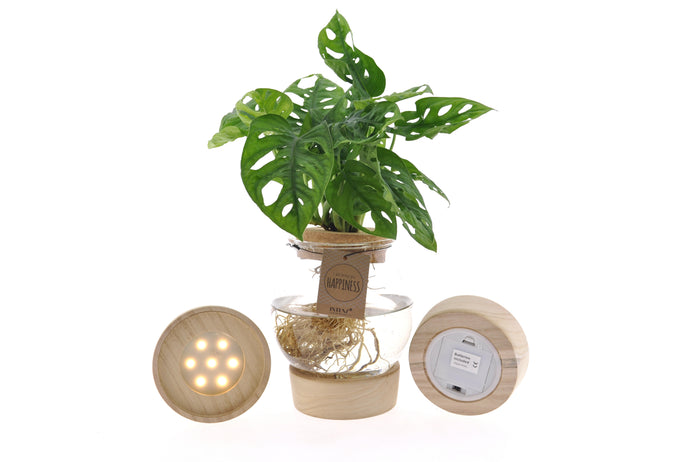 MonsterainBolglas LED productafbeelding