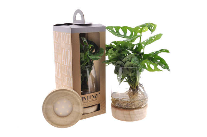 MonsterainKingstonglas LED Verpakking productafbeelding